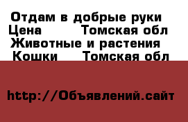 Отдам в добрые руки › Цена ­ 10 - Томская обл. Животные и растения » Кошки   . Томская обл.